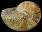 Polished Nautilus Fossil - Madagascar #67905-1